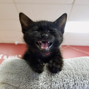 Team Page: HSHV Tiny Lions